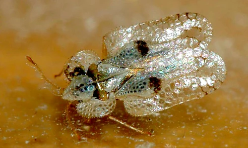 1 tigrul platanului jpg jpeg