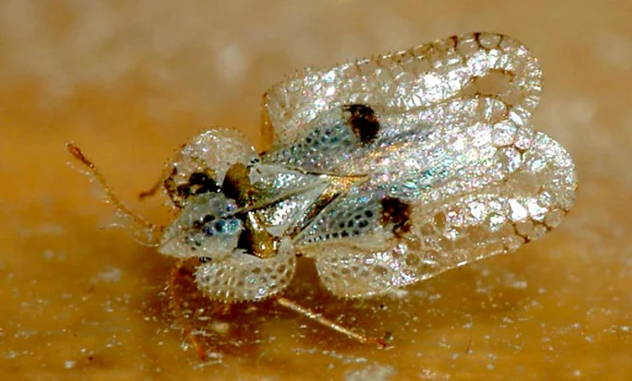 1 tigrul platanului jpg jpeg