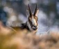 Parcul Naţional Cozia prin obiectivul fotografului de natură şi wildlife Daniel Mîrlea Foto FB Daniel Mîrlea