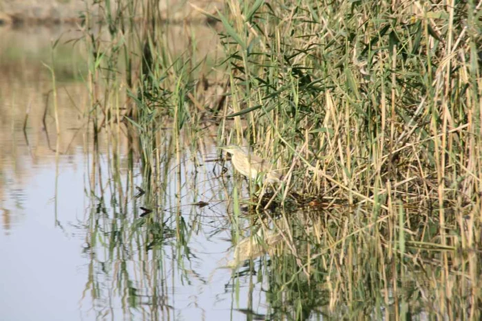 Camuflaj