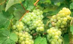 struguri images 0 jpeg