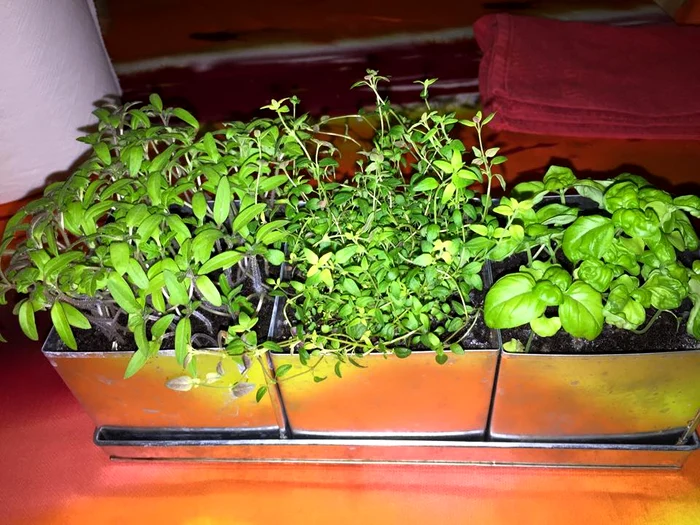 Iată ce ţine Gabriela Cristea în balcon!