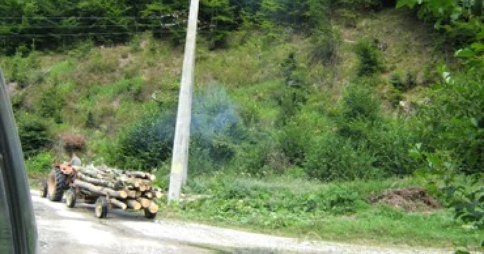 Transport ilegal de lemne, oprit de polițiști
