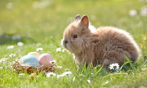 easter 2197043 1280 jpg