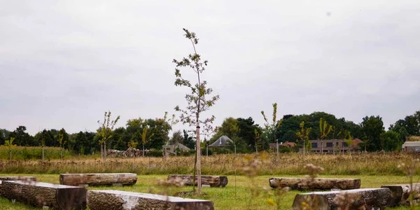 cimitir ecologogic jpg