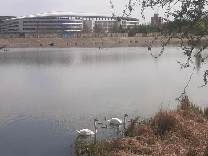 Familia de lebede, înainte de nenorocire