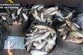 spania doi pescari romani au ramas fara pestele prins ilegal garda civila a confiscat 125 de kilograme de biban jpeg