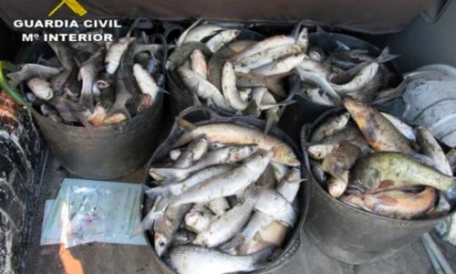 spania doi pescari romani au ramas fara pestele prins ilegal garda civila a confiscat 125 de kilograme de biban jpeg