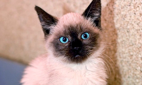 1 47391 original jpg jpeg