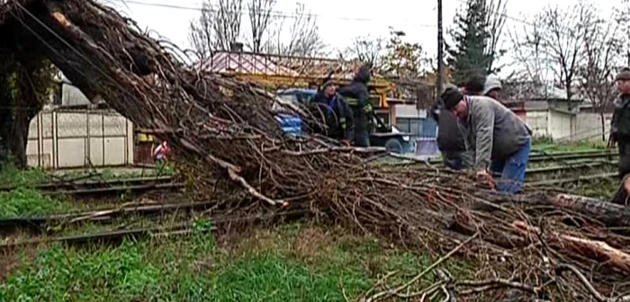 Mai mulţi copaci au fost puşi la pământ FOTO Arhivă Adevărul