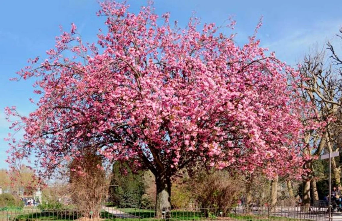 Arbori exotici vor înfrumseţa oraşul FOTO DADP Slobozia