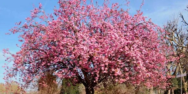 slobozia cires japonez