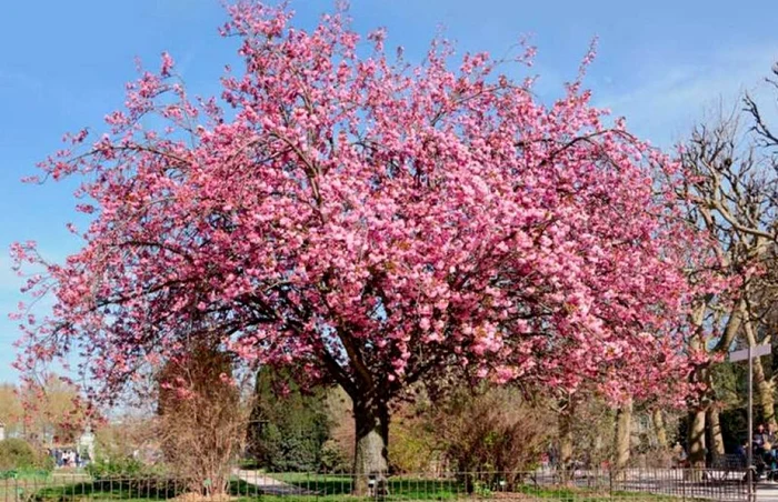 Arbori exotici vor înfrumseţa oraşul FOTO DADP Slobozia