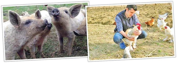 Are în bătătură şi găini, dar şi porci. Nu le dă nume, ca să nu se ataşeze prea mult de animale