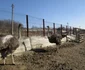 Ferma primarului din Pesceana