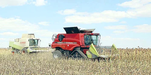 Agricultorii din Botoşani  nu au scos mai nimic din  cultura de floarea soarelui jpeg