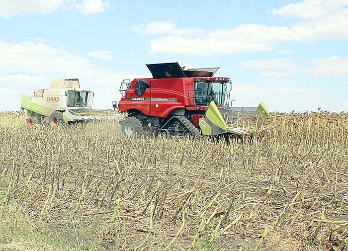 Agricultorii din Botoşani  nu au scos mai nimic din  cultura de floarea-soarelui