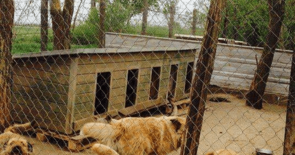 Bani negri din uciderea fără drept a animalelor. Licitații deturnate, mită și crime asupra animalelor 