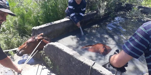 Imagini de la salvarea unui cal din localitatea Lungeşti - Vâlcea Foto ISU Vâlcea