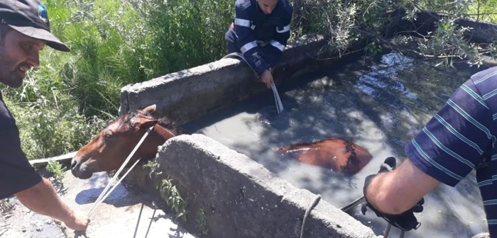 Imagini de la salvarea unui cal din localitatea Lungeşti - Vâlcea Foto ISU Vâlcea