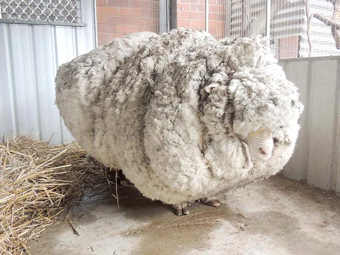 
    Era tristă  şi abătută,  fiind de 5 ori  mai mare decât  o oaie normalăFoto: AP/AFP  