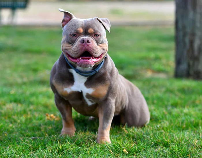 Rasa American Bully este considerată a fi periculoasă / foto: IStock