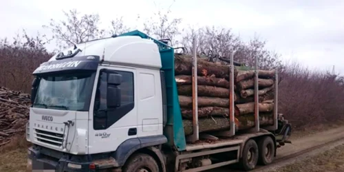 Lemn furat copaci tăiaţi pădure Măcin Sursa Jandarmeria Tulcea