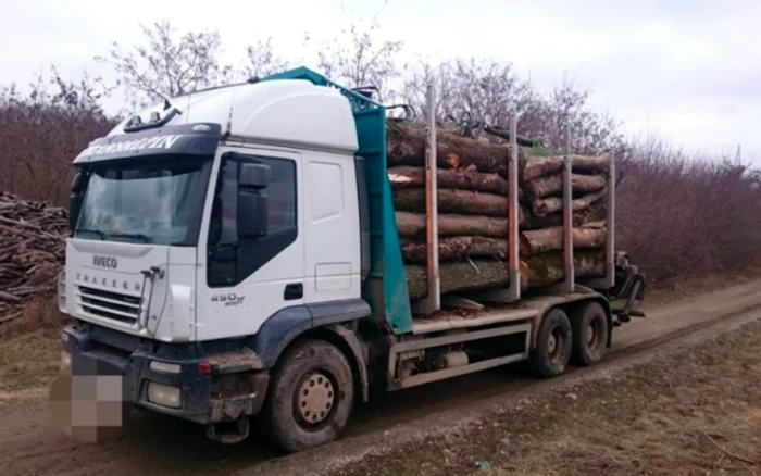 Lemn furat copaci tăiaţi pădure Măcin Sursa Jandarmeria Tulcea