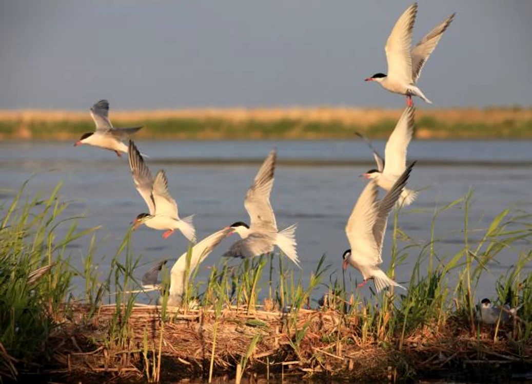 
    “Dunărea - Amazonul Europei” este un film- documentar realizat de Rita şi Michael Schlamberger.foto:natgeotv  