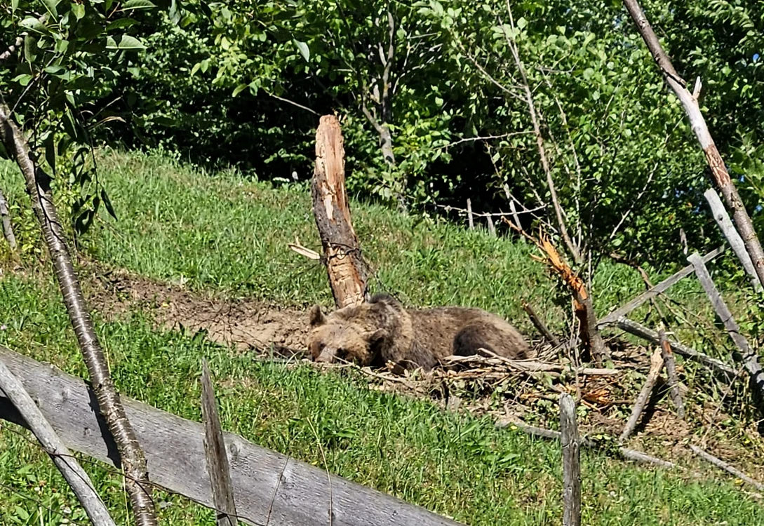 Un urs a fost împuşcat după ce a atacat un vânător FOTO Primăria Poiana Teiului