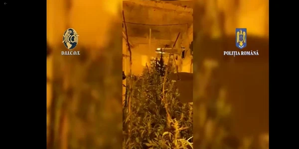 canabis cultivat in apartament FOTO DIICOT