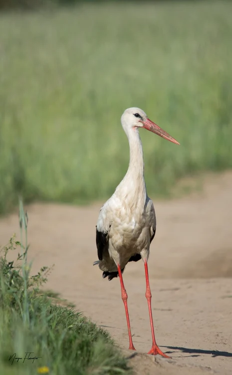 Barză albă (© Florentin Neagoe; Muzeul Național al Carpaților Răsăriteni)