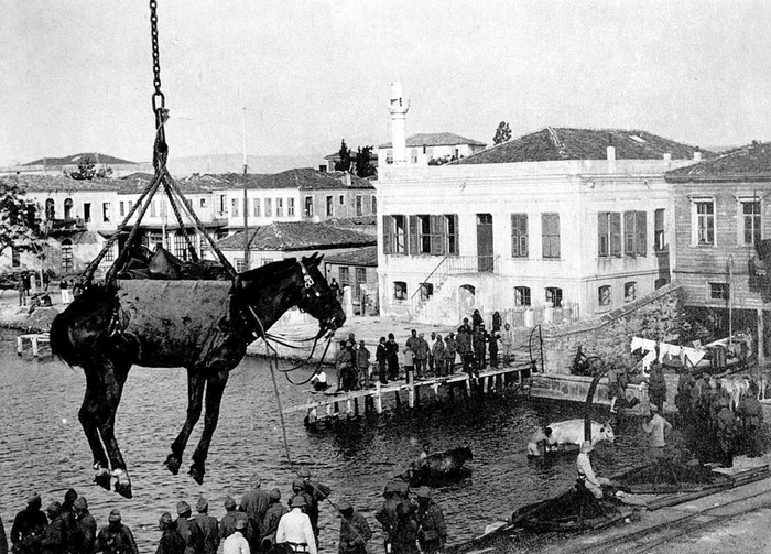 Un cal aparţinând armatei austro-ungare este descărcat la Cannakale, Turcia.