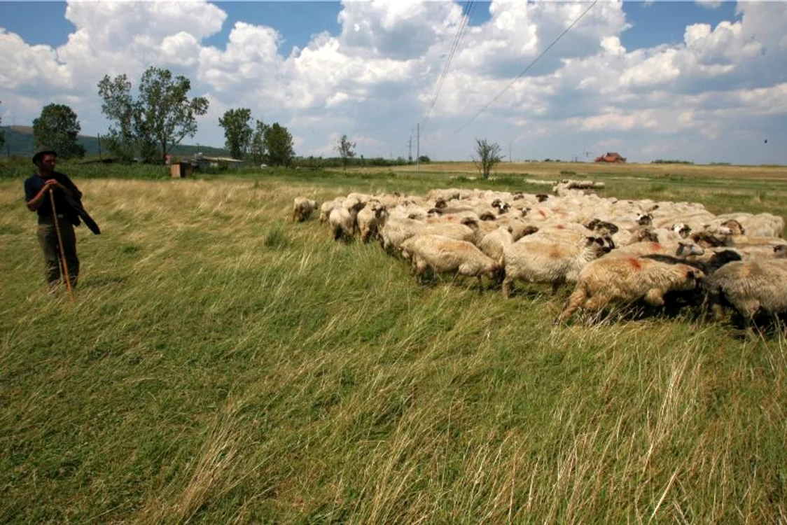 Turmă de oi în Mărginimea Sibiului. (Arhiva Click!)
