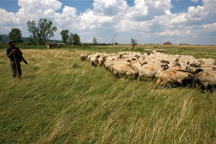 Turmă de oi în Mărginimea Sibiului. (Arhiva Click!)