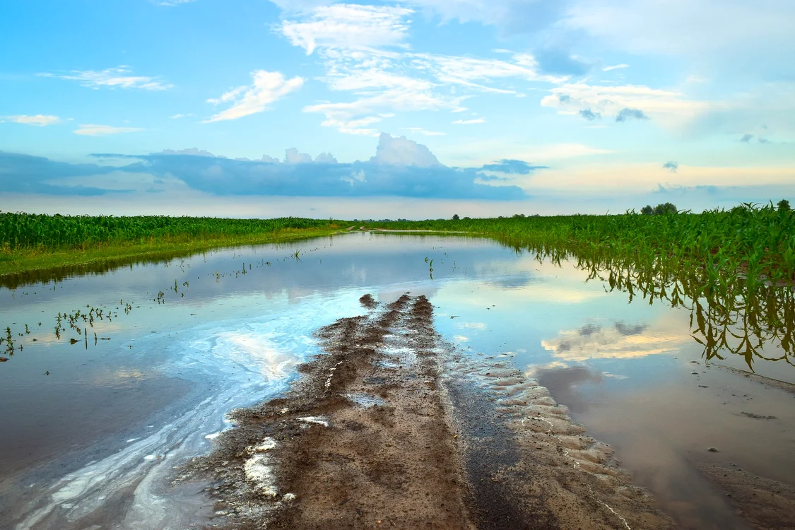 Lipitorile preferă apele foarte lente sau aproape stătătoare Foto: Pixabay.com