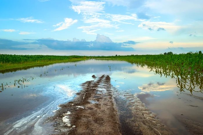 Lipitorile preferă apele foarte lente sau aproape stătătoare Foto: Pixabay.com