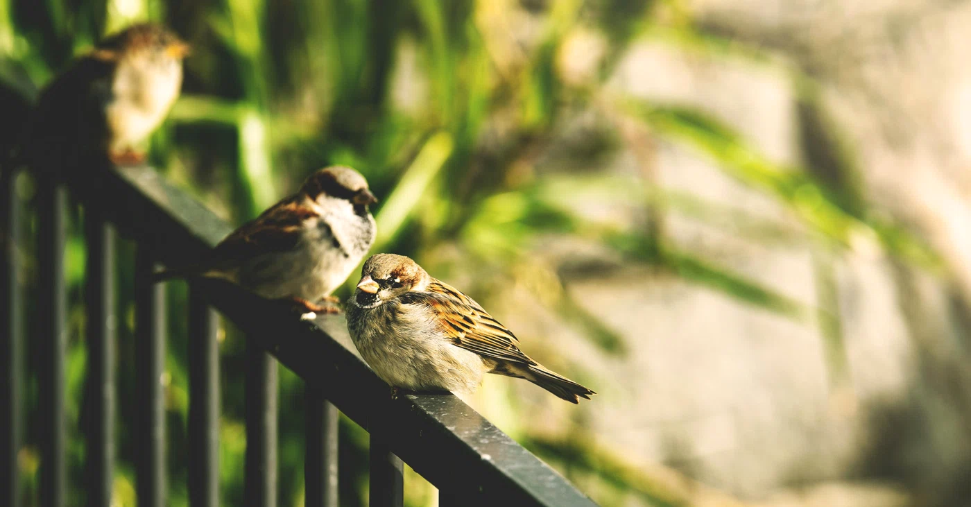 Fenomenul ciudat care ia amploare în întreaga Europă: dispar vrăbiile! / foto: Pexels