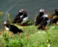 septimiu bizo fotograf wild life cluj foto arhiva personala