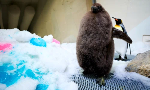 pesto pinguin profimedia (1) jpg