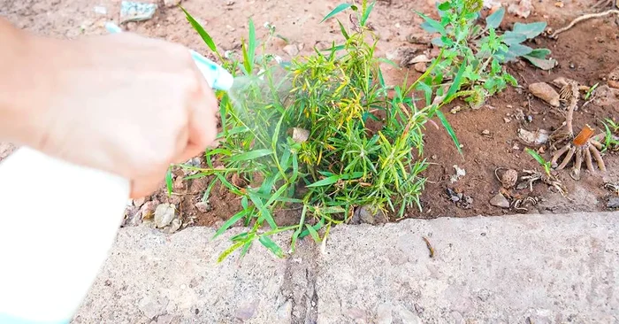 Cum poți prepara cel mai eficient erbicid cu oțet alb și sare grunjoasă.