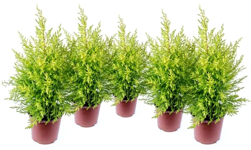 1 72361 original jpg jpeg