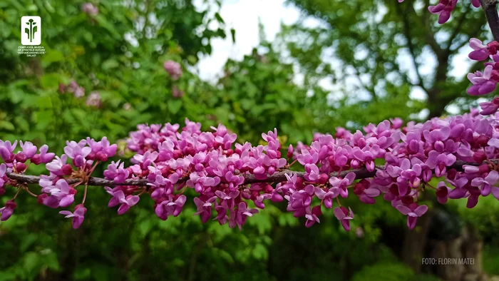 Imagini superbe cu arborele lui Iuda FOTO: Florin Matei