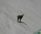 Animale sălbatice în Munții Retezat Sursa Parcul național Retezat (9) jpg