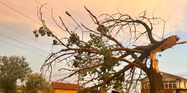 intervenţie slatina copac cazut pe carosabil in urma vijeliei