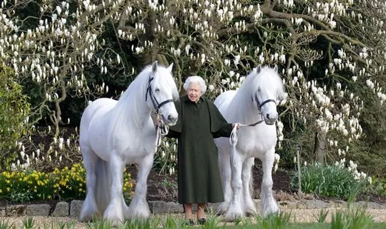 queen 96 ponies 1598771 jpg