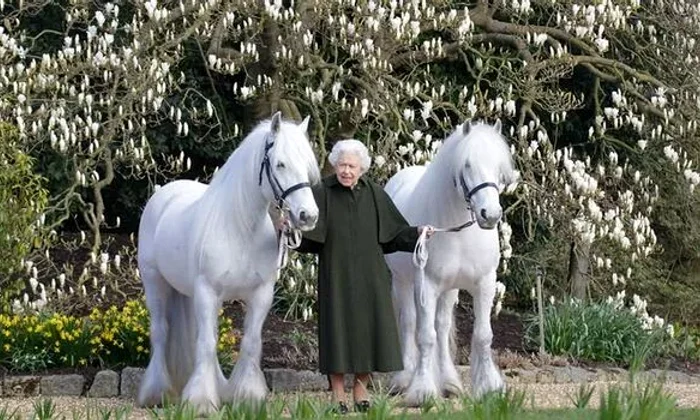 queen 96 ponies 1598771 jpg