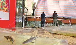 CLIIMA20121227 0105 1 jpeg