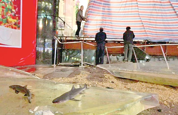 Rechinii au suferit un şoc