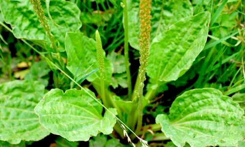 1 patlagina jpg jpeg